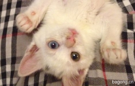 鸳鸯眼白色小奶猫，两个月大左右，眼睛一蓝一黄，很萌0