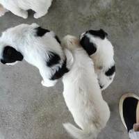 【广东深圳】家里狗妈妈生的小狗狗可以抱养了，求新主人带走