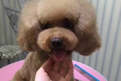 Lovelypet宠物美容沙龙3