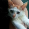 天津三个月大小公猫求领养