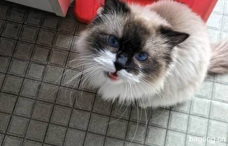 一只重点色布偶猫寻找好人家收养2
