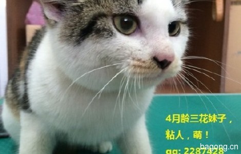 坐标上海，9只萌猫等领养，看图片，不解释！1