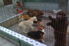 霜竹名犬养殖3
