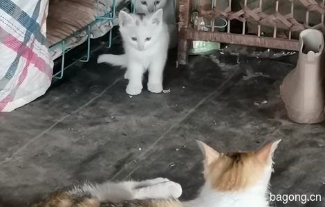 4个小猫免费领养1