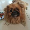 黄色京巴犬，母的，左眼失明，15...