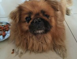 黄色京巴犬，母的，左眼失明，15...