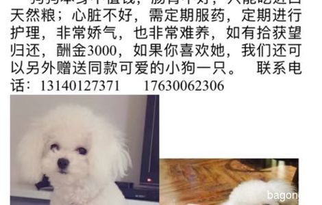 寻爱犬，9月6日上午9点；48分左...