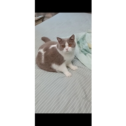 丁香色英短蓝白，非常可爱的小猫求领养