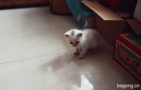 一只可爱小白猫寻找爱心主人4
