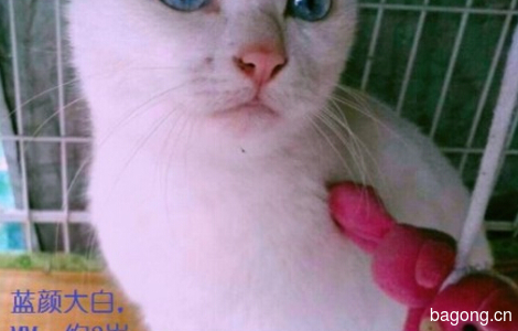 求助的小猫咪找长居上海人领养哦8
