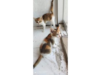 三只小猫求领养