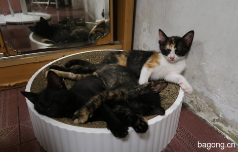 三只小猫求领养0
