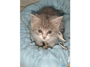 两个月左右可爱猫咪，...