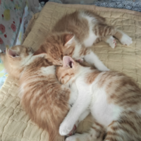 我有三只小橘猫求抱走