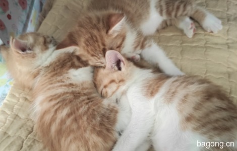 我有三只小橘猫求抱走0