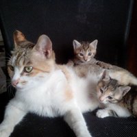 自家大猫生的,两只小的活泼健康