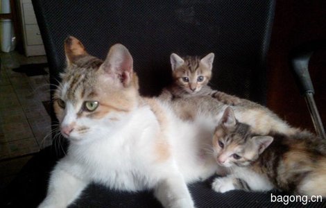 自家大猫生的,两只小的活泼健康0