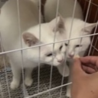 两只白色猫咪求领养