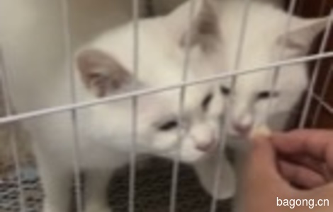 两只白色猫咪求领养0