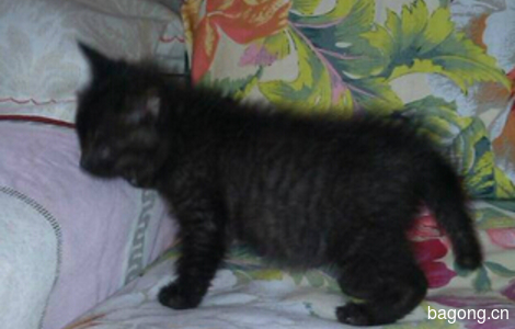 自家赠送可爱1月大小黑猫一只3