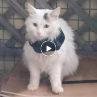 一只长毛猫，两岁。