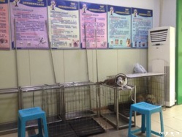 爱犬宠物门诊 封面大图