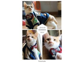 上海猫咪领养机构！！