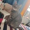 帮朋友家的小猫咪找领养