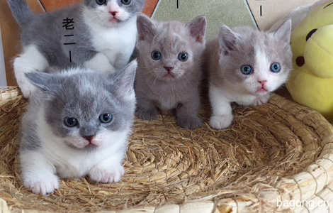 家养蓝猫蓝白曼基康矮脚猫宠物猫6