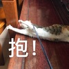 一只可爱的小狸花猫等到一个家