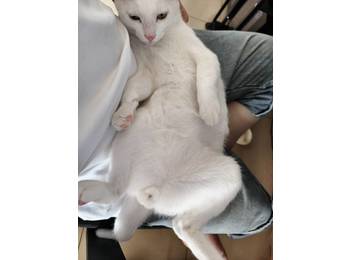 小白猫找好人家
