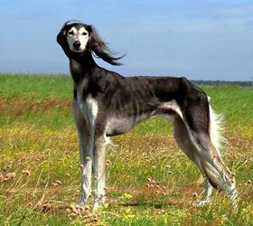 萨路基猎犬|阿拉伯猎犬,猎羚犬