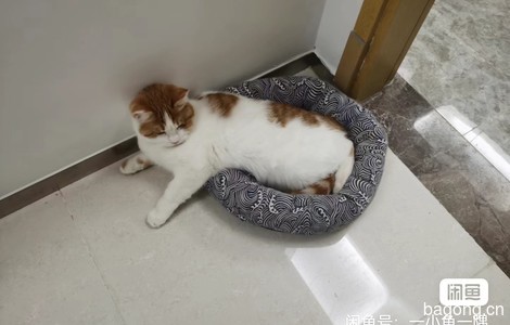 给小猫咪找个新家，已绝育、已打疫苗1