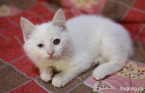 一只三个月大的小白公猫求领养4