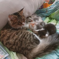 两个月家猫免费送养