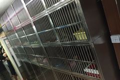 宠物梦公馆0