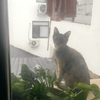 窗台来的流浪猫，求领养！