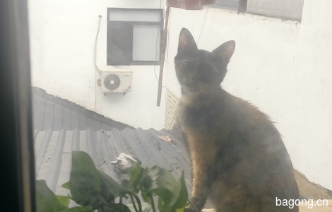 窗台来的流浪猫，求领养！0