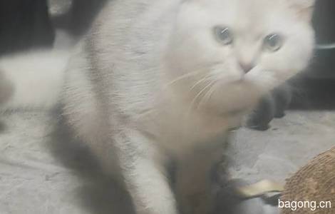 一只虎斑银渐层奶猫找领养0