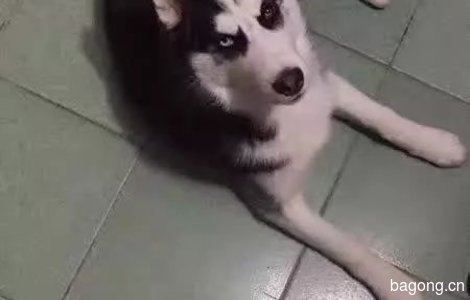 7个月大哈士奇，鸳鸯眼，三把火...