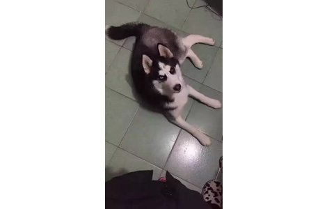 7个月大哈士奇，鸳鸯眼，三把火...
