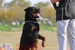 恋宝犬业2