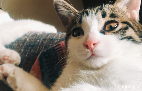 四个月大的猫仔，狸花，男娃女娃各一1