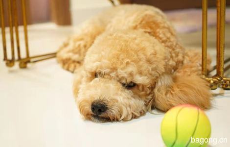 地点惠州，有三只泰迪，寻求真正爱狗的人领养1