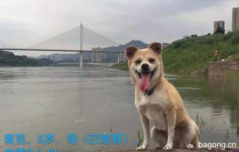 来福土狗免费领养0