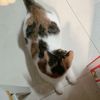 两只小猫一公一母