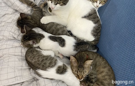 爱猫不弃养，不虐猫7