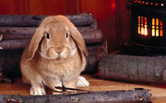 兔子 小兔当家：西单小兔当家西单店 微信：xtdj2008 电话010-66019419