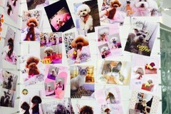 Lovelypet宠物美容沙龙0
