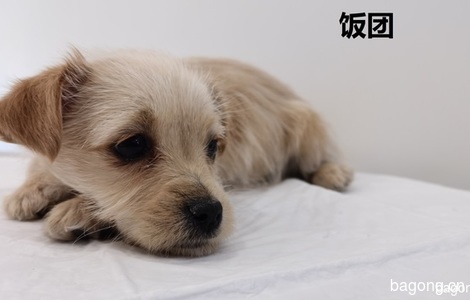 (只限北京）北京地区可爱小奶狗求抱走3